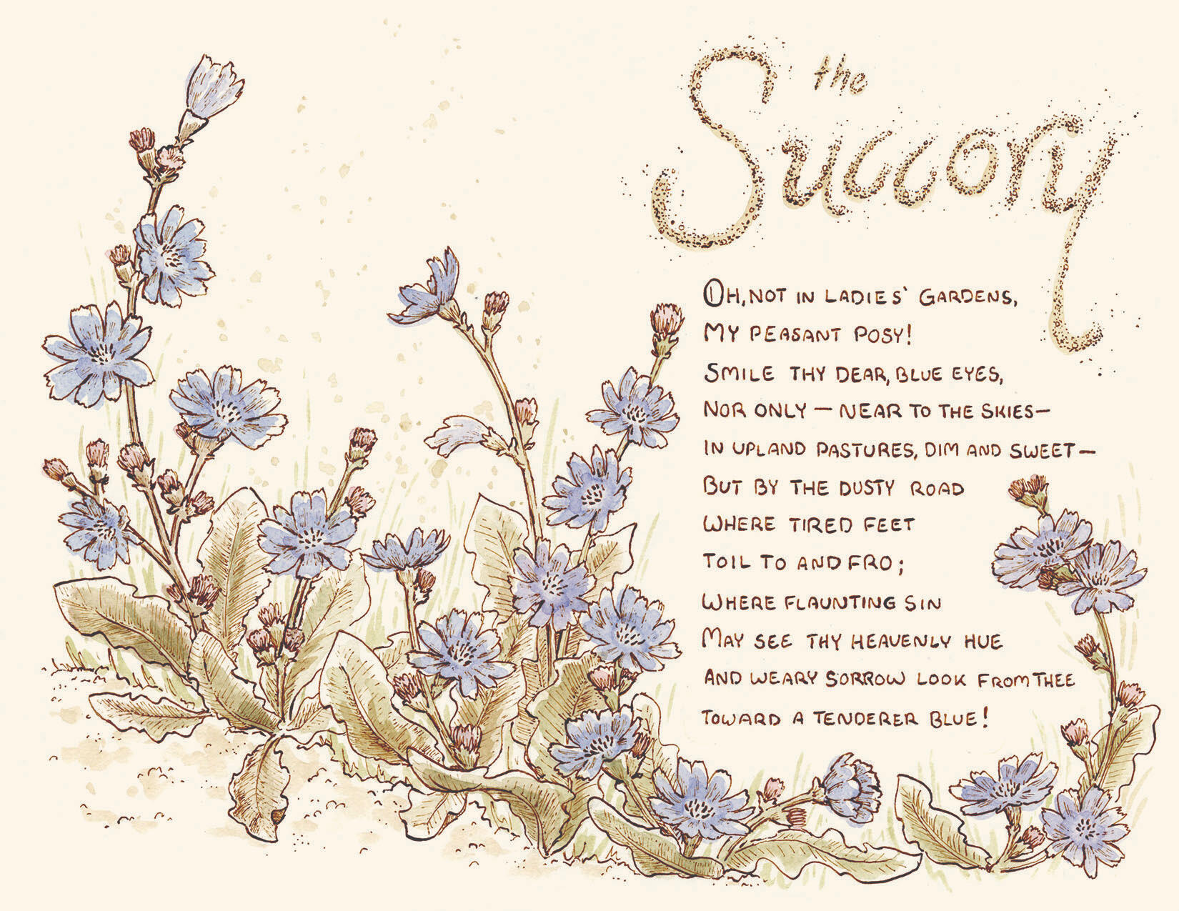 Vintage Naturalism illustrations for Margaret Deland's The Old Garden (chicory)