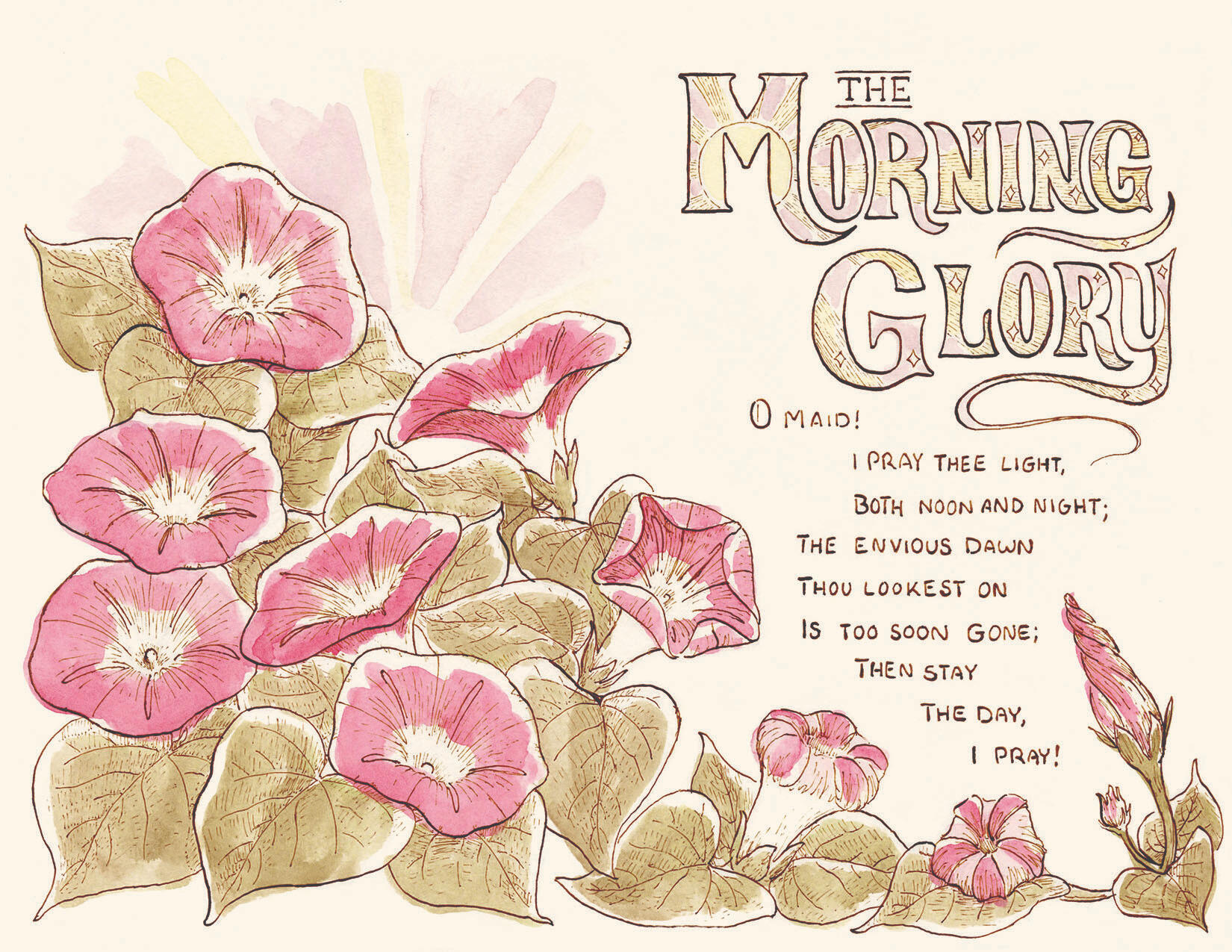 Vintage Naturalism illustrations for Margaret Deland's The Old Garden (Morning Glory)